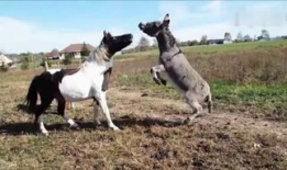 驴马配种视频,揭秘罕见配种瞬间